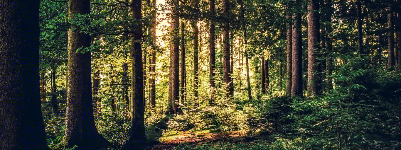 Skog