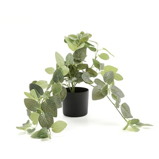 Rippuv fittonia EVERGREEN, 600 mm, 1 tk