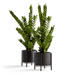 Gerviblóm ZZ (Zamioculcas zamiifolia) með svörtum blómapotti úr stáli á standi