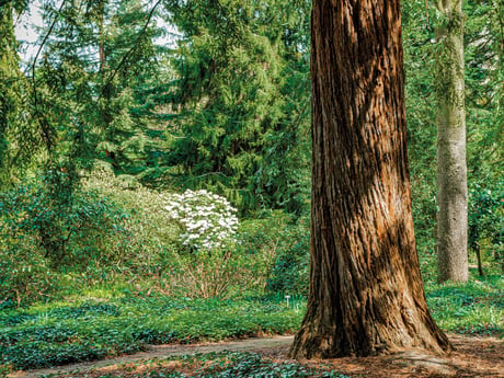 Tree in the middle of a forest