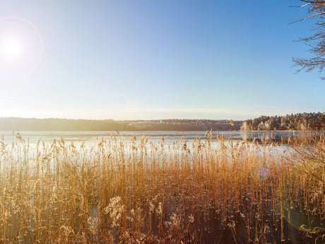 Reeds in front of a lake