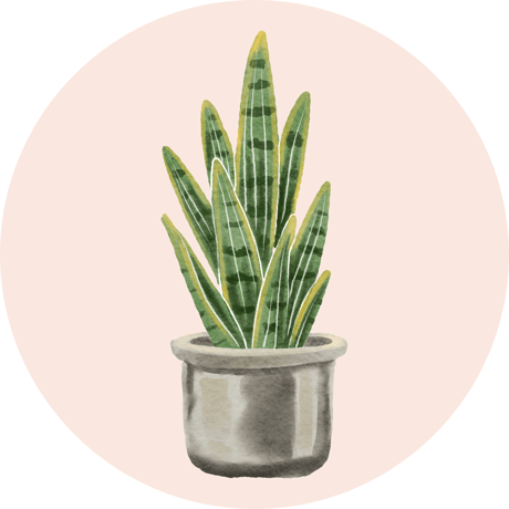 Sansevieria (Sansevieria trifasciata)