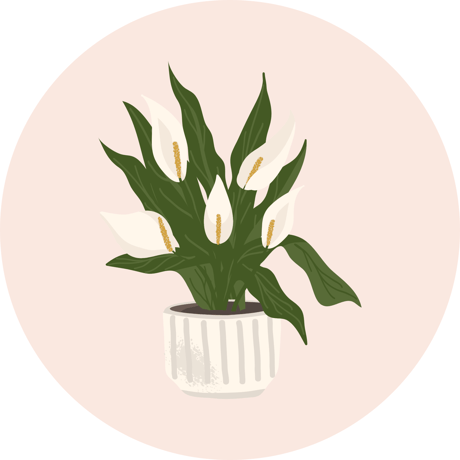 4. Fredslilje (Spathiphyllum)