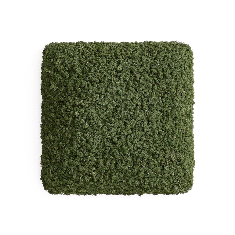 Live plant acoustic wall panel RUDY