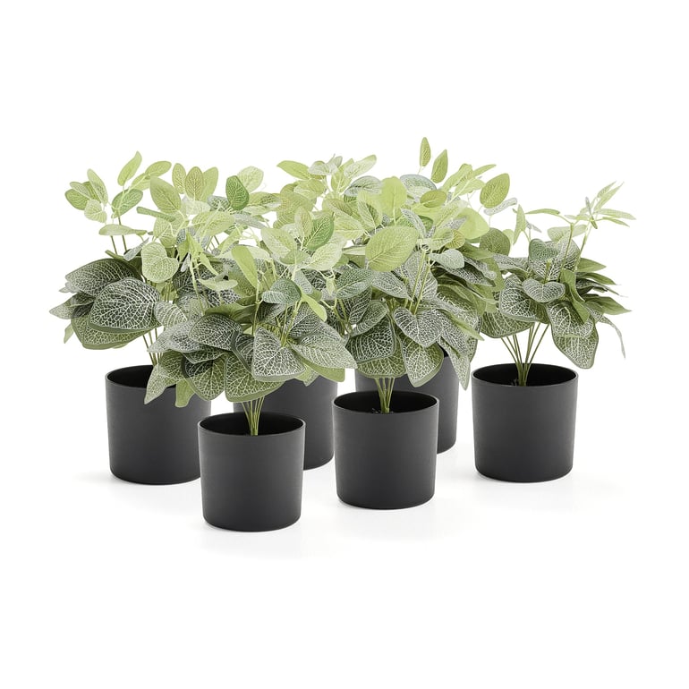 Umelá rastlina EVERGREEN, fitónia, výška 380 mm, 6 ks