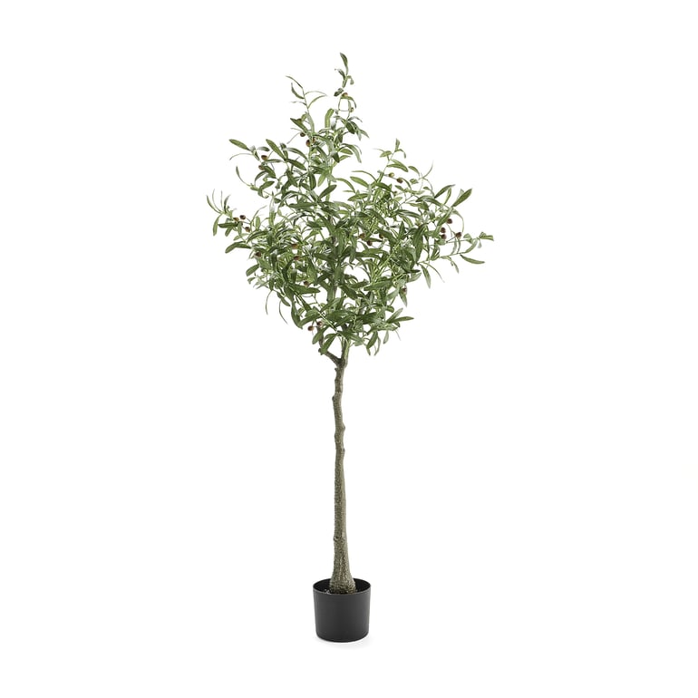 Levně Umělá rostlina EVERGREEN, olivovník, výška 1700 mm, 1 ks
