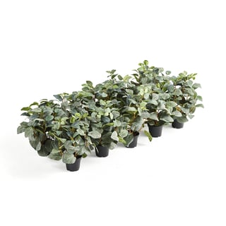 Plants to fit QBUS top tray, 10 pcs of artificial Fittonia