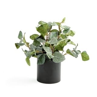 Kunstpflanze Fittonia mit Übertopf (schwarz), H 340 mm