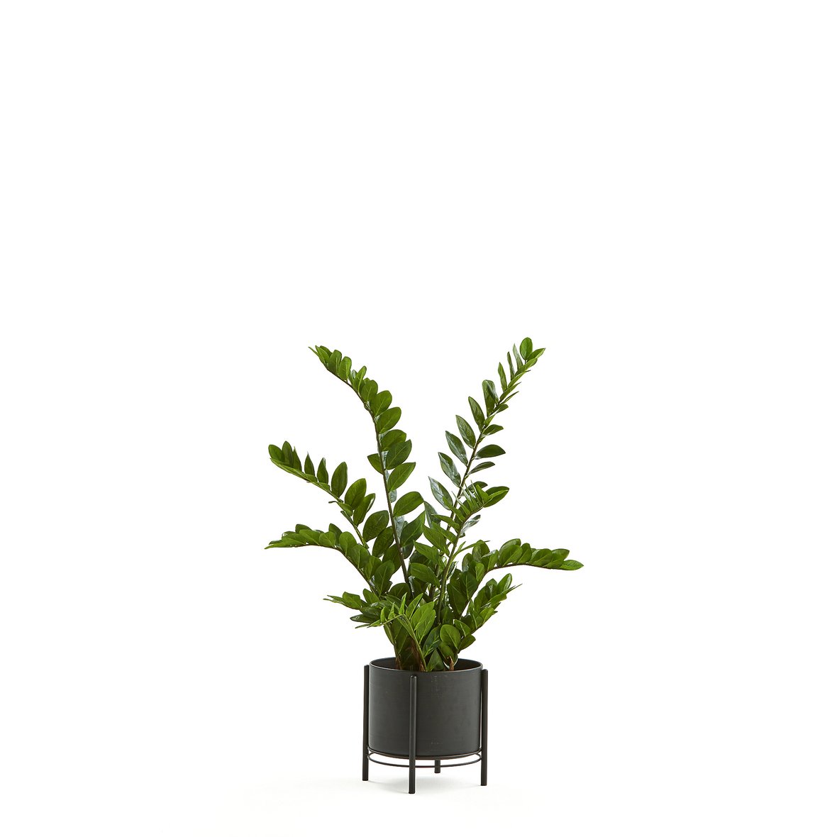 Artificial ZZ plant, H 1100 mm, incl. black steel pot on stand, 2pack