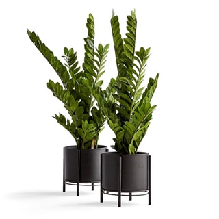 Kunstige ZZ-planter, 1100 mm, inkl. krukke i sort metal på stativ, 2-pak