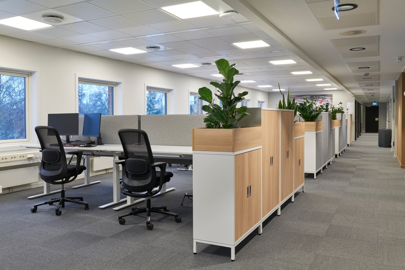 Open plan office with desks, office chairs, mid-height cabinets and plants.