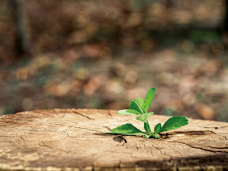 Sapling starting to grow