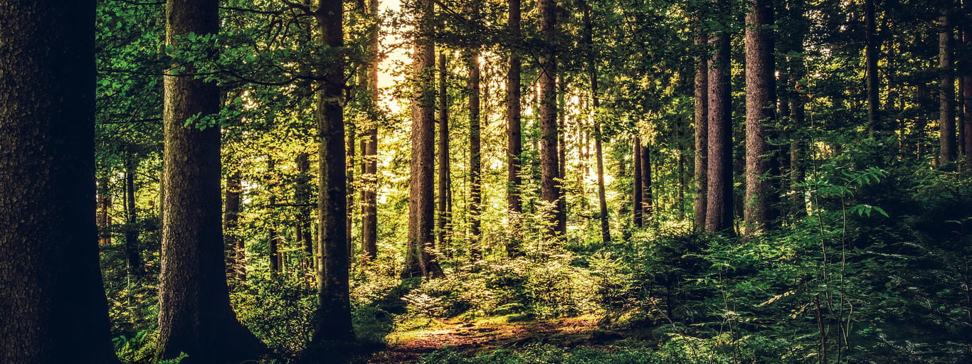 Arvokas investointi metsiin