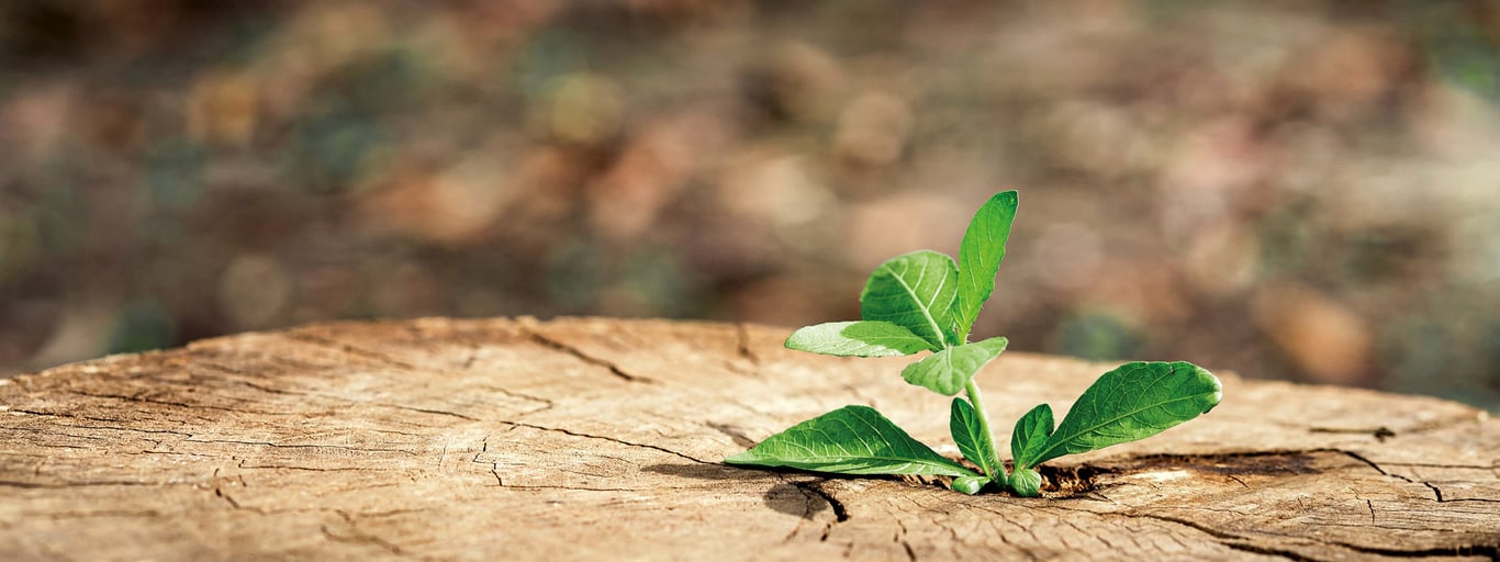 Sapling growing out of a tree stump